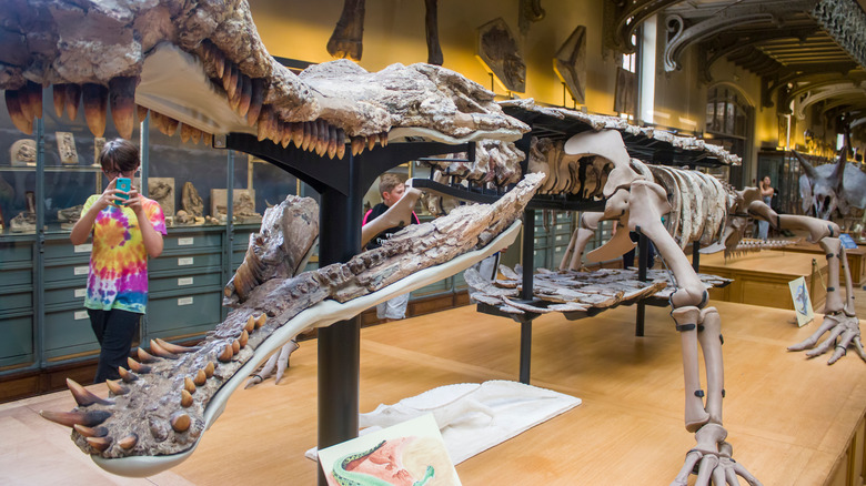 sarcosuchus skeleton in museum