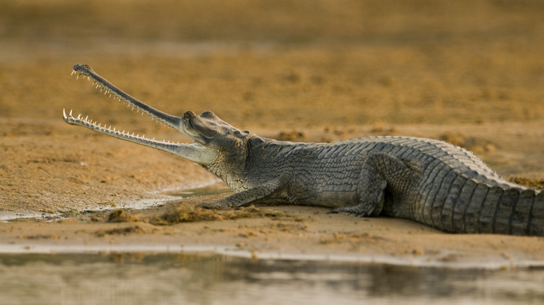 gharial on the sand