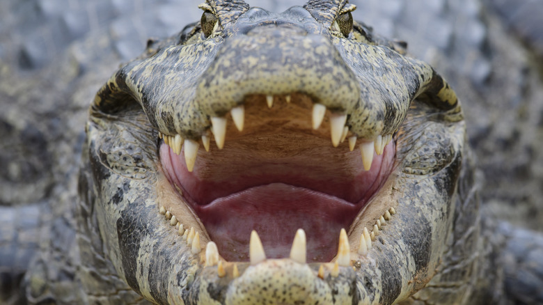 head on view of a caiman