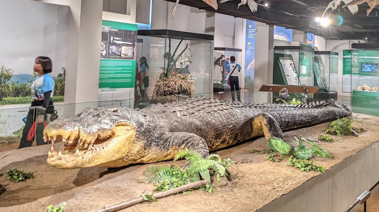 lolong taxidermy in museum